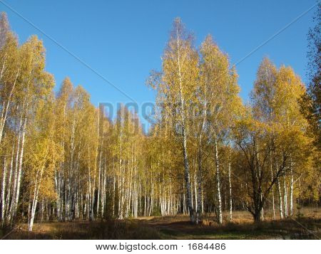 Autumb břízy