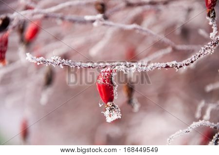 The Briar Bush Covered By The Snow