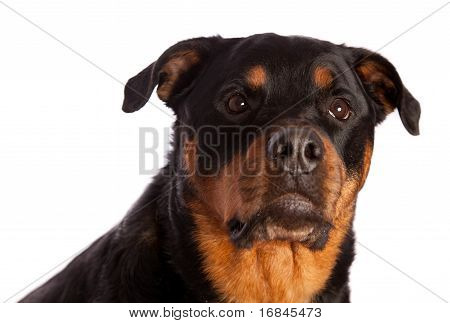 Isolierte weibliche Rottweiler