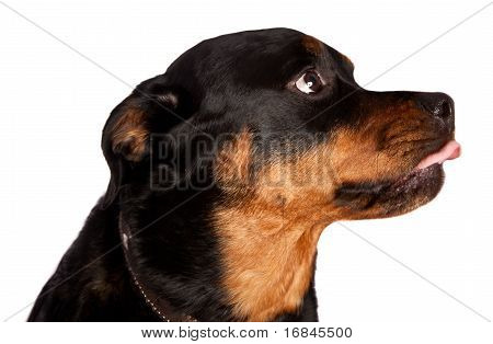 Isolierte weibliche Rottweiler