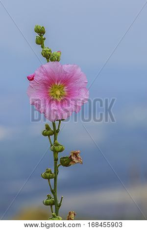 Closeup Pink Hollyhock(Alcea Rosea) with blue sky