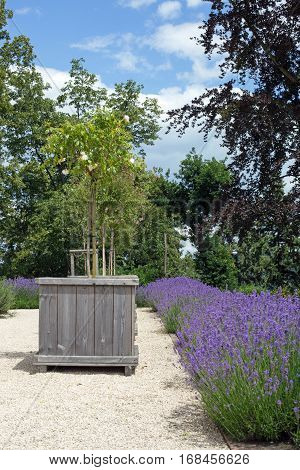 Blooming lavender and wooden bucket flower box on a footpath