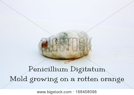An orange in Decomposition with Peniccilum Digitaum mold. isolated on white with room for your text. Basic information text included which can easily be removed and replaced or used as is.