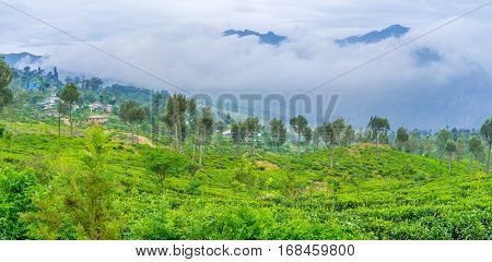 The Lipton Tea Plantations