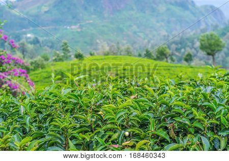 The Highland Tea