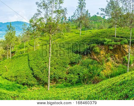 The Tea Estate