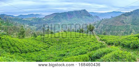 The Tea Plantations
