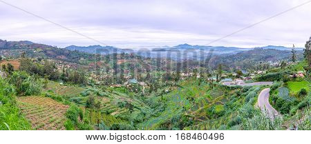 Tea Estate On The Slope