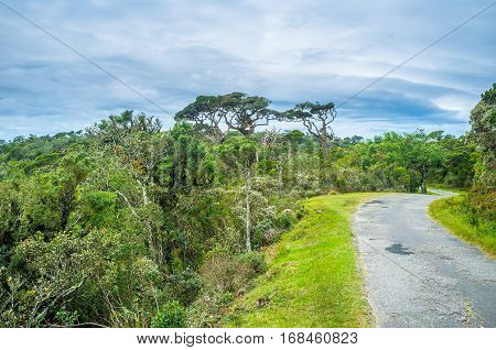 The Highland Forest
