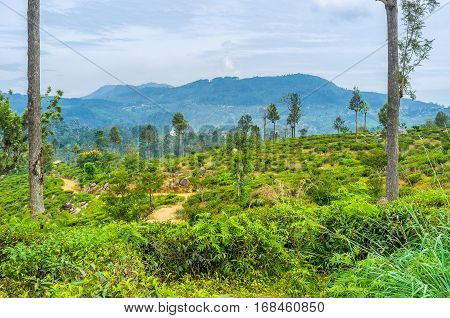 The Rural Landscape