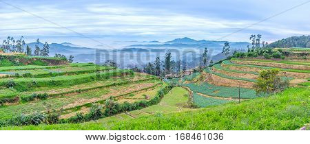 Panorama Of The Fields