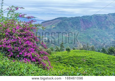 Nature Of Sri Lanka