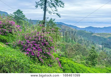 The Beauty Of Sri Lanka