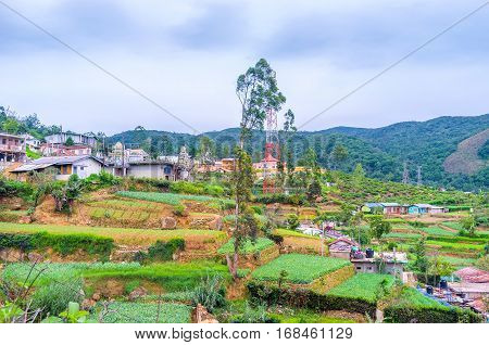 Terraced Gardens In Mountains