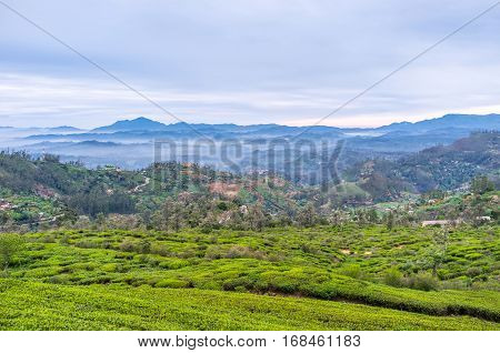 At The Tea Plantation