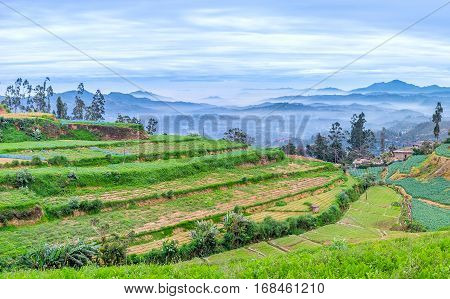 The Agricultural Region
