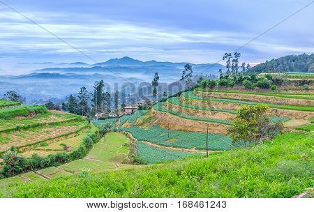 The Terraced Fields