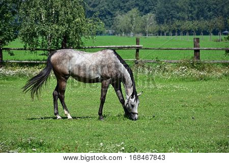 Grey Horse and landscape near town Litovel
