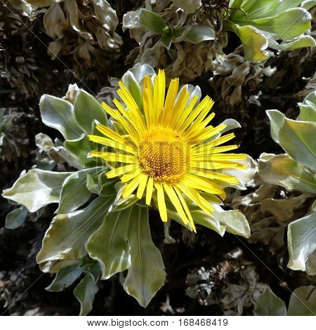 asteriscus sericeus Bubonium intermedium on Zenerife island
