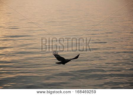 Black bird flying over lake Geneva at sunset