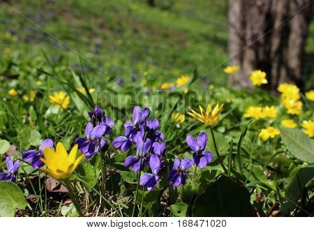 Violets and spring yellow flowers growing in park lawn. Park grass with wild flowers. Spring lawn with violet and yellow small flowers in sunshine.