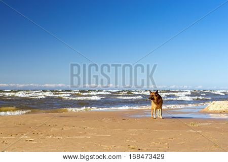 German shepherd run along shore of Finnish Gulf in Estonian sea resort Narva-Joesuu. Purebred dog on sunny summer walk. Seaside sandy beach is washed by cold waves Narva Bay