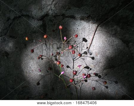 Abstraction with branch and small fruits on the ground