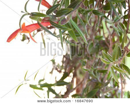 Lippenstift Vine, Aeschynanthus Lobbianus