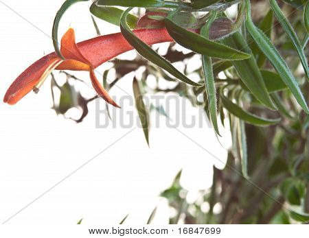Lippenstift Vine, Aeschynanthus Lobbianus