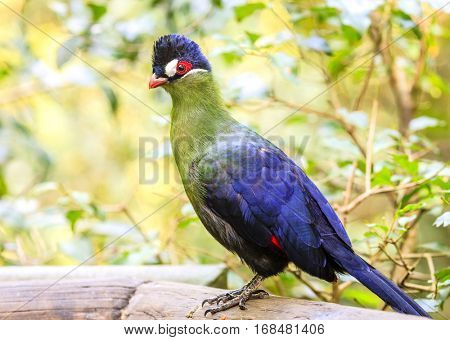 Hartlaubs Turaco