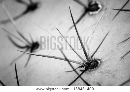 Closeup image of spikes of Prickly Pear cactus