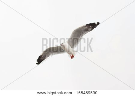 Seagull flying in the sky symbol of freedom