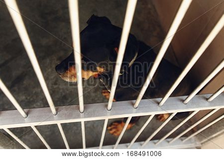 Cute Rotweiler Dog In Shelter Cage With Crying Eyes, Sad Emotional Moment, Adopt Me Concept, Space F