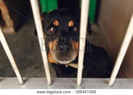 Cute Rotweiler Dog In Shelter Cage With Crying Eyes, Sad Emotional Moment, Adopt Me Concept, Space F