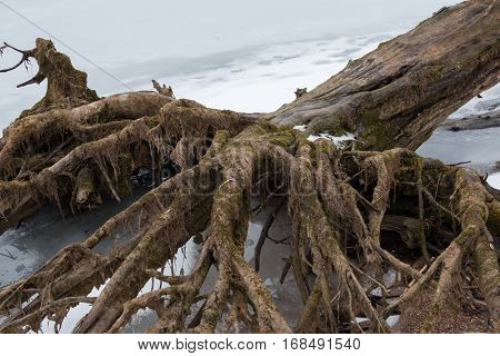 Belarus - A large old tree fell on Minsk Sea ice spread its roots like a terrible hand with fingers tree bark covered with green moss.