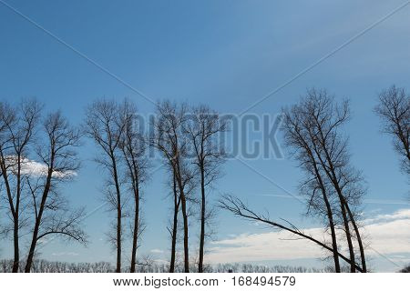 Belarus- A tree leans heavily and stretches to the cloud against the blue sky rare tall trees black trees blue sky white clouds clear weather a long white clouds foreground and background.