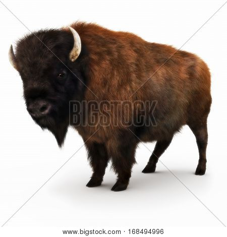 American Bison on a white background. 3d rendering