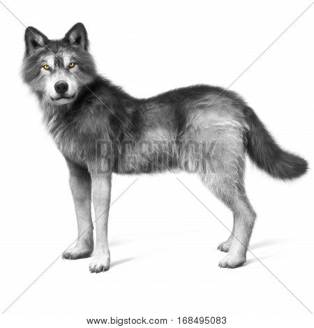 Grey wolf on a white background . 3d rendering