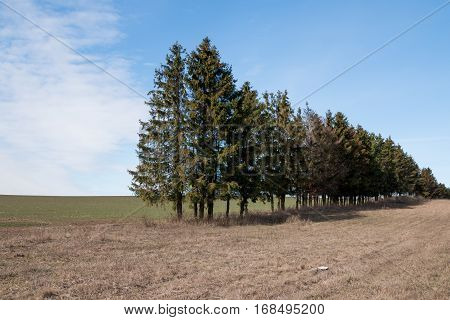 Belarus-  Green spruce falling trees line of the forest forest on the roadsides faded grass green field near the woods.
