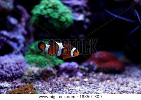 Real Nemo in Coral Reef Aquarium Tank