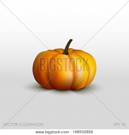 Pumpkin In A Realistic Style On  White Background