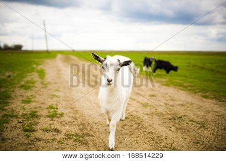 Young Goat Grazes In A Meadow.