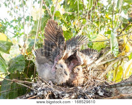 Baby bird on nest and trying to fly