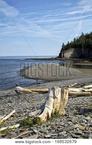Root sculpted by the sea with a bay in background in Gaspesie, Quebec, Canada