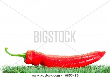Paprika auf Gras