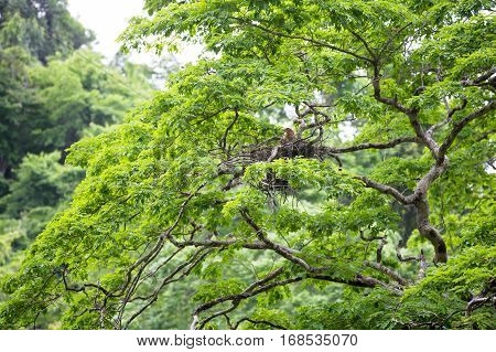 Young tiger heron in treetop nest Costa Rica