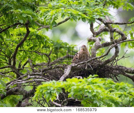 Young tiger heron in treetop nest Costa Rica