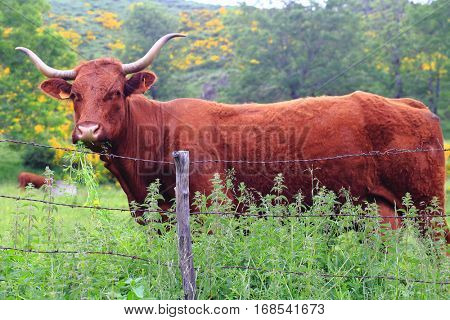 Salers cow in the pasture