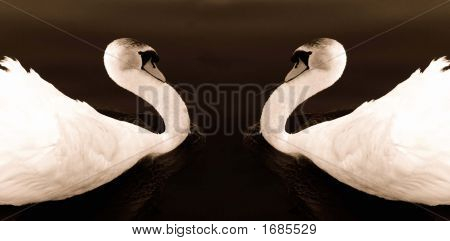 Deux cygnes amoureux