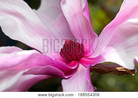 Closeup of Pink Magnolia Flower Stamen Isolated on Background